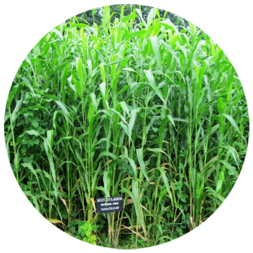 Fodder Seeds