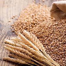 Grain Seeds